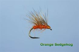 Hot Orange Sedgehog 